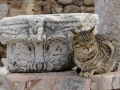 Ephesian cat