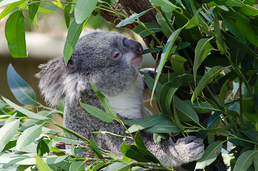 Hungry koala